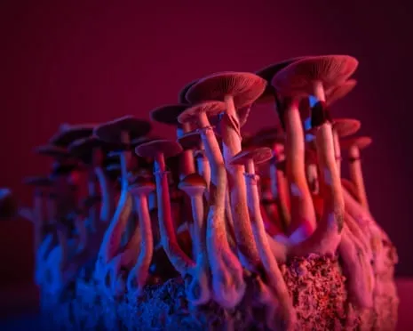 On Drugs by the Philosopher: A Reflective Journey into Consciousness Expanders